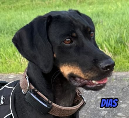 Dias, 03/25 - aktiver Junghund sucht Familie