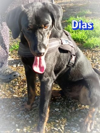 Dias, 03/25 - aktiver Junghund sucht Familie