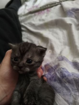 Britisch-Kurzhaar Perser Mix Kitten suchen ein liebevolles Zuhause