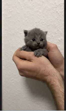 Britisch-Kurzhaar Perser Mix Kitten suchen ein liebevolles Zuhause