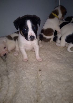 Mischlingswelpen suchen ihre Familien