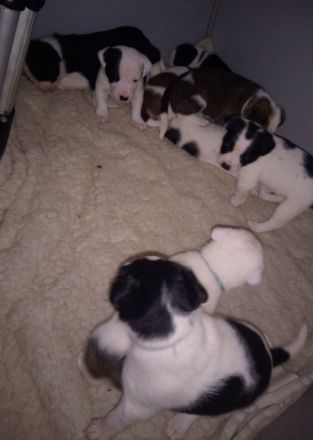 Mischlingswelpen suchen ihre Familien