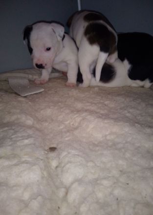 Mischlingswelpen suchen ihre Familien