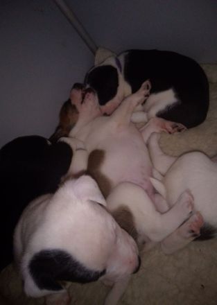 Mischlingswelpen suchen ihre Familien