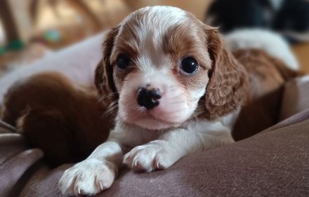 Cavalier King Charles Spaniel zum verlieben