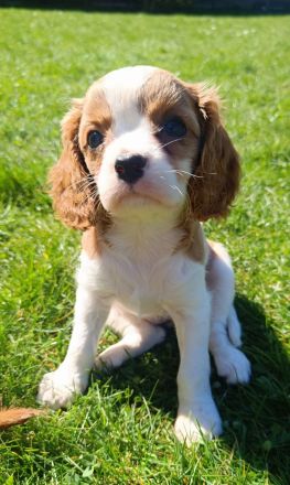 Cavalier King Charles Spaniel zum verlieben