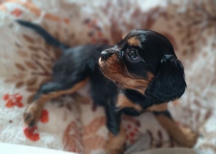 Cavalier King Charles Spaniel zum verlieben