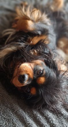 Cavalier King Charles Spaniel zum verlieben