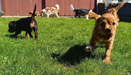Cavalier King Charles Spaniel zum verlieben