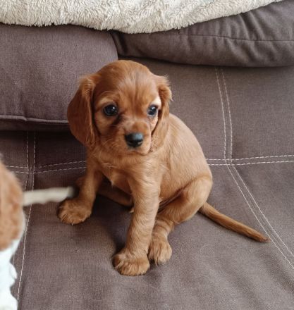 Cavalier King Charles Spaniel zum verlieben