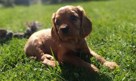 Cavalier King Charles Spaniel zum verlieben