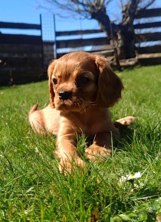 Cavalier King Charles Spaniel zum verlieben