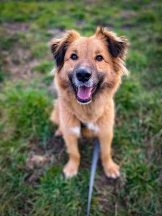 Teddy, Mischling, geb. 2023, su. ein Zuhause mit Garten