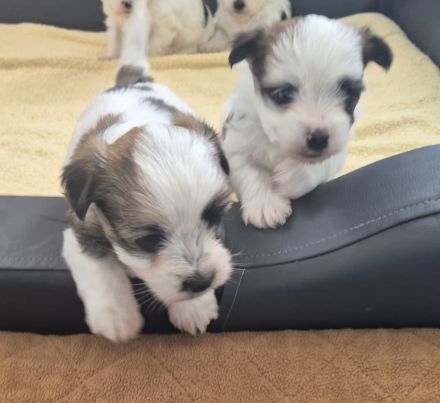 Yorkshire Terrier mini