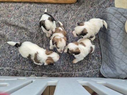 Yorkshire Terrier mini