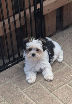 Yorkshire Terrier mini