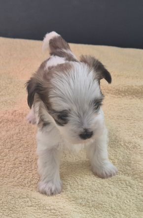 Yorkshire Terrier mini