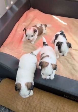 Yorkshire Terrier mini