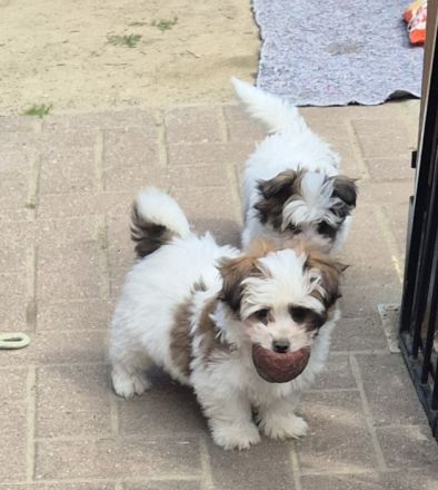 Yorkshire Terrier mini