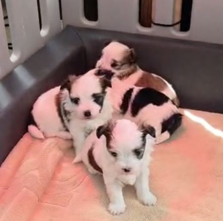 Yorkshire Terrier mini