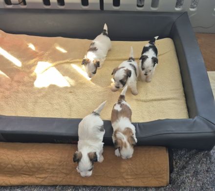 Yorkshire Terrier mini