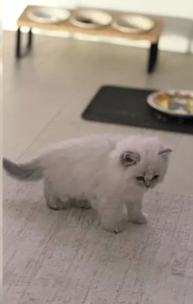 BKH Bluepoint Kittenbabys