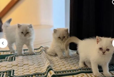 BKH Bluepoint Kittenbabys