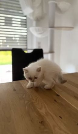 BKH Bluepoint Kittenbabys