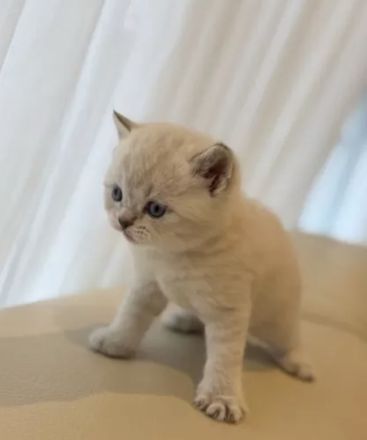 BKH Bluepoint Kittenbabys