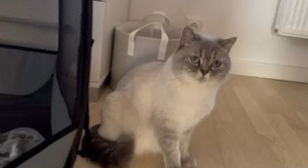 BKH Bluepoint Kittenbabys