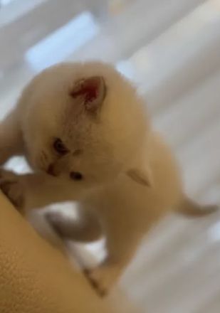 BKH Bluepoint Kittenbabys