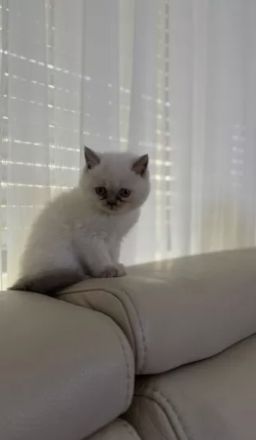 BKH Bluepoint Kittenbabys