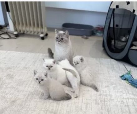 BKH Bluepoint Kittenbabys