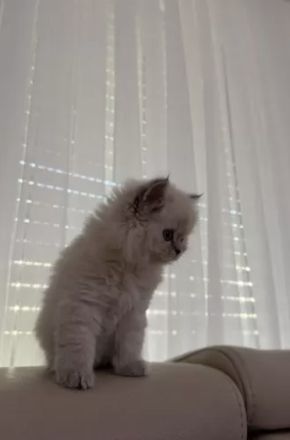 BKH Bluepoint Kittenbabys