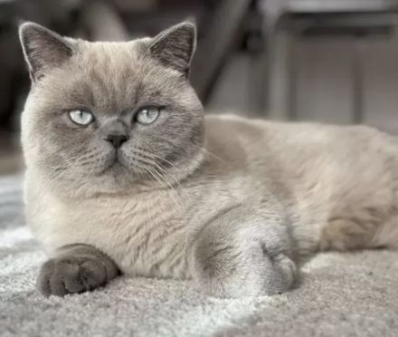 BKH Bluepoint Kittenbabys