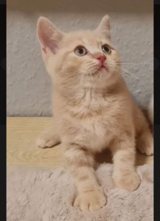 3 Bkhmix Kätzchen 12 Wochen alt suchen einen tollen Platz