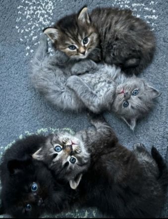 3 Bkhmix Kätzchen Kitten 12 Wochen alt suchen einen tollen Platz