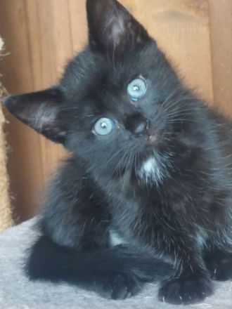 3 Bkhmix Kätzchen 12 Wochen alt suchen einen tollen Platz