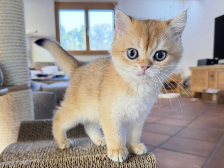 BKH-Mädchen in golden shaded, kastriert, geimpft, gechipt und mit Stammbaum