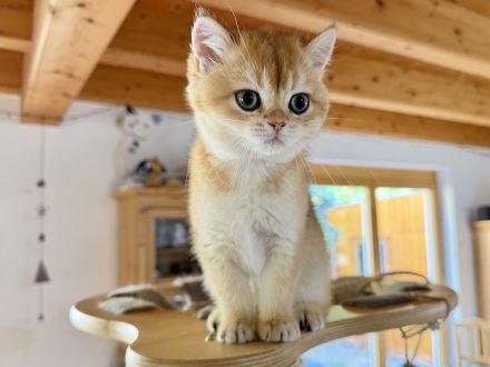 BKH-Mädchen in golden shaded, kastriert, geimpft, gechipt und mit Stammbaum