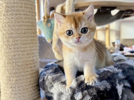 BKH-Mädchen in golden shaded, kastriert, geimpft, gechipt und mit Stammbaum