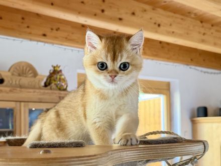 BKH-Mädchen in golden shaded, kastriert, geimpft, gechipt und mit Stammbaum