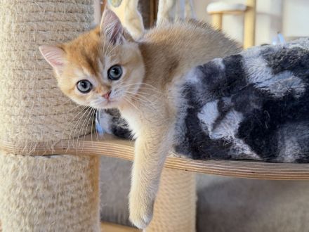 BKH-Mädchen in golden shaded, kastriert, geimpft, gechipt und mit Stammbaum