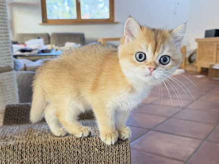 BKH-Mädchen in golden shaded, kastriert, geimpft, gechipt und mit Stammbaum