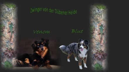 Miniature Australien Shepherd Mini Aussie