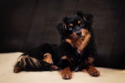 Miniature Australien Shepherd Deckrüde