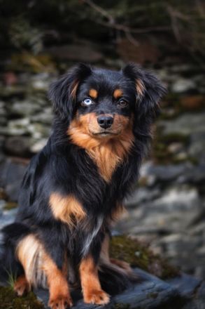 Miniature Australien Shepherd Deckrüde