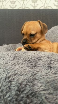 Süßer Mops-Dackel Mix Welpe sucht liebevolles Zuhause 🐾