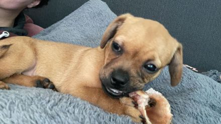 Süßer Mops-Dackel Mix Welpe sucht liebevolles Zuhause 🐾