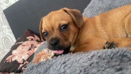 Süßer Mops-Dackel Mix Welpe sucht liebevolles Zuhause 🐾